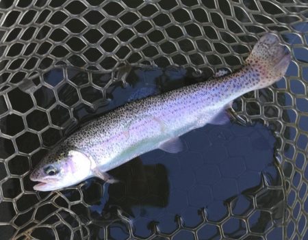 大安トラウトレイク釣果